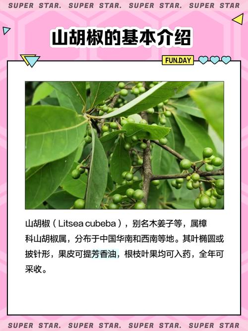 请问谁知道山胡椒的最佳种植方法呢？山胡椒种子育苗技术