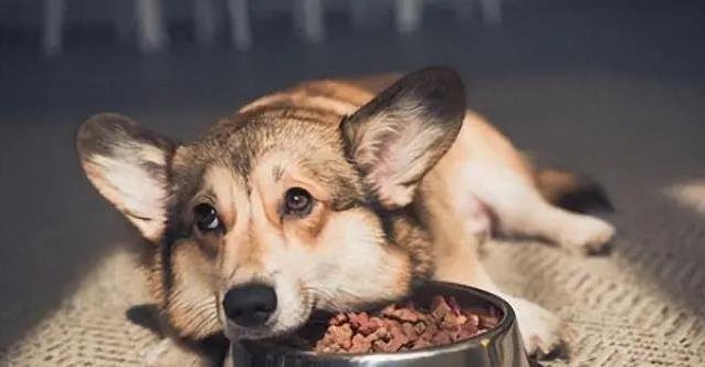 狗狗吃饭有门道:剩饭不能喂,定时喂养效果最好