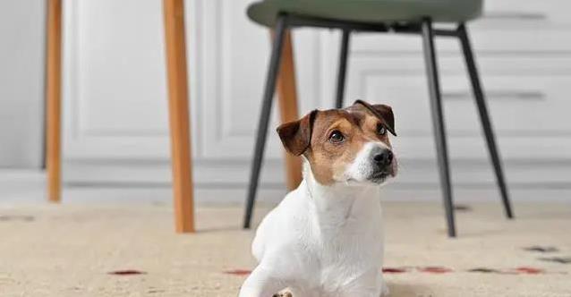 狗狗吃饭有门道:剩饭不能喂,定时喂养效果最好