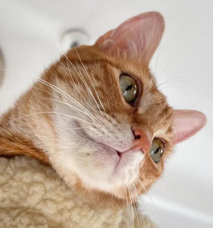 猫咪吓得炸毛乱窜,主人这4件事别做,稳住它全靠这招