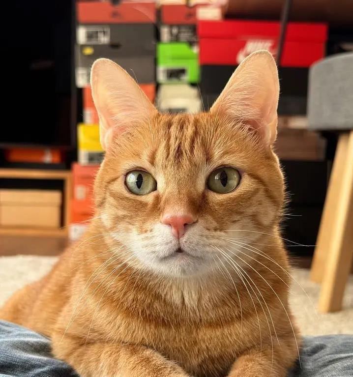 猫咪吓得炸毛乱窜,主人这4件事别做,稳住它全靠这招