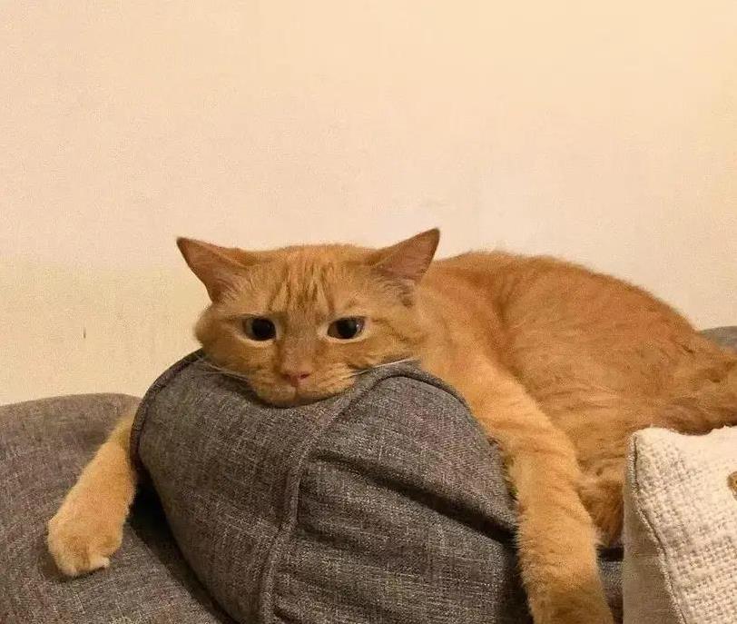 猫咪吓得炸毛乱窜,主人这4件事别做,稳住它全靠这招