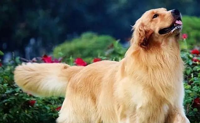 选狗不简单:这3点没想好,家都可能被拆