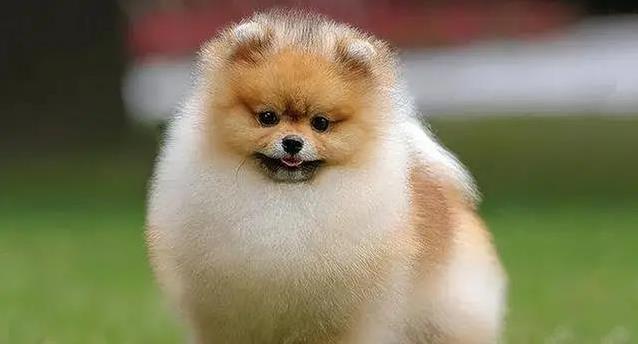 选狗不简单:这3点没想好,家都可能被拆