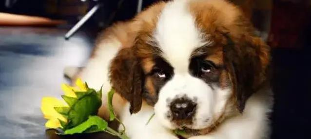 选狗不简单:这3点没想好,家都可能被拆