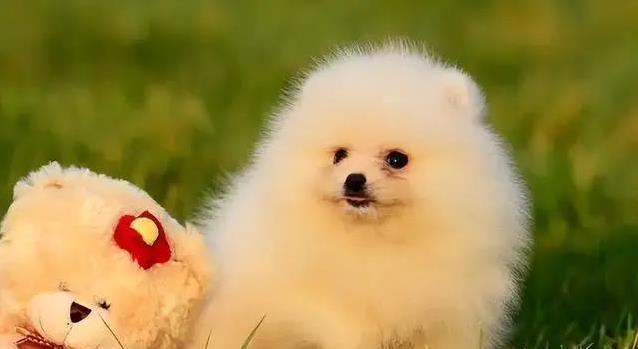 选狗不简单:这3点没想好,家都可能被拆