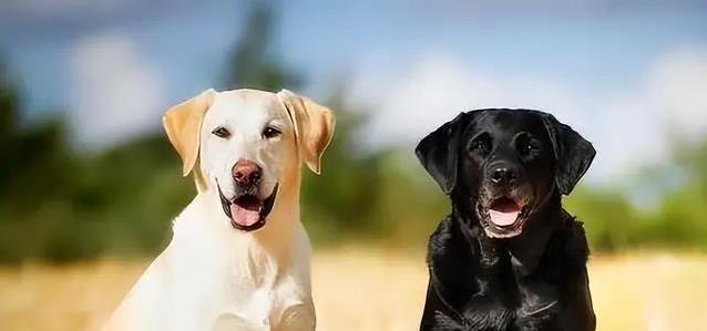 选狗不简单:这3点没想好,家都可能被拆