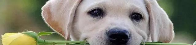 狗狗打完疫苗蔫了咋办?7天别洗澡,饮食得稳住!