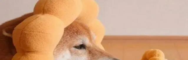 狗狗打完疫苗蔫了咋办?7天别洗澡,饮食得稳住!