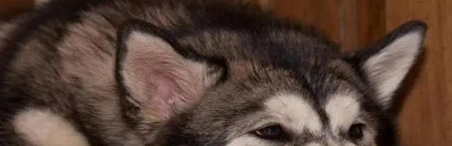 狗狗打完疫苗蔫了咋办?7天别洗澡,饮食得稳住!