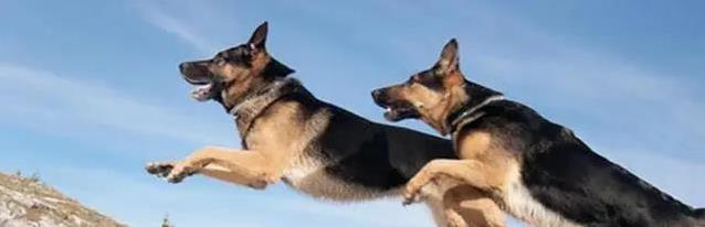 狗狗打完疫苗蔫了咋办?7天别洗澡,饮食得稳住!