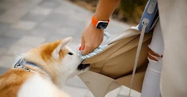 狗狗总爱拽我裤腿，我试着忽略它不理，结果它安静下来了？