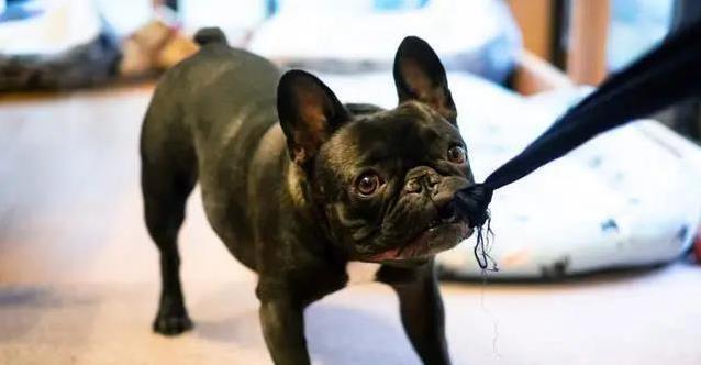 狗狗总爱拽我裤腿,我试着忽略它不理,结果它安静下来了?