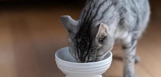 多猫家庭喂饭有讲究，3招让猫咪吃得香，个个健康又快乐