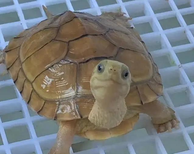 谁说龟无表情,黄喉笑脸治愈疲惫,集齐3种后我才懂生活真滋味?