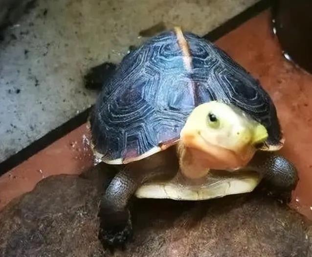 谁说龟无表情,黄喉笑脸治愈疲惫,集齐3种后我才懂生活真滋味?