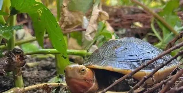 谁说龟无表情,黄喉笑脸治愈疲惫,集齐3种后我才懂生活真滋味?