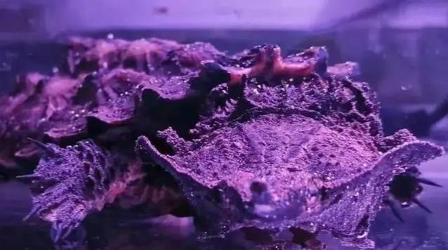 谁说龟无表情,黄喉笑脸治愈疲惫,集齐3种后我才懂生活真滋味?