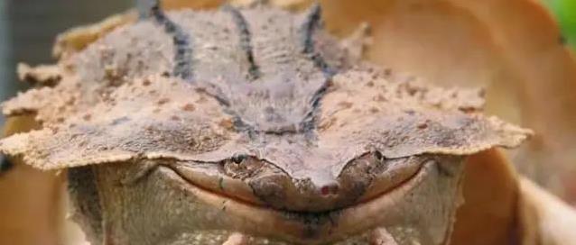 谁说龟无表情,黄喉笑脸治愈疲惫,集齐3种后我才懂生活真滋味?