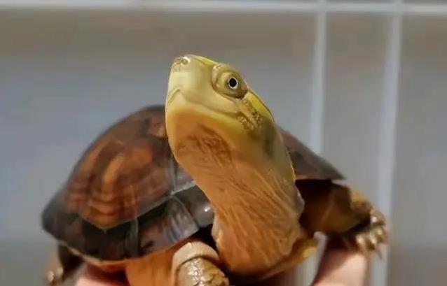 谁说龟无表情,黄喉笑脸治愈疲惫,集齐3种后我才懂生活真滋味?