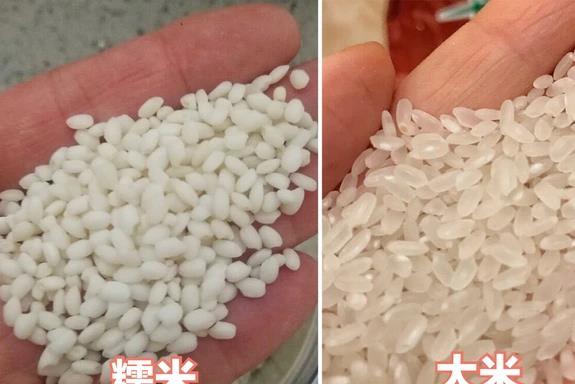 大米天天吃,糯米为啥不行?区别一目了然,90%的人不知道