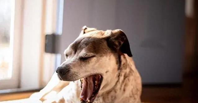 狗狗背对你舔鼻子？4个动作藏心事，你懂吗？