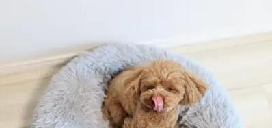 狗狗背对你舔鼻子?4个动作藏心事,你懂吗?