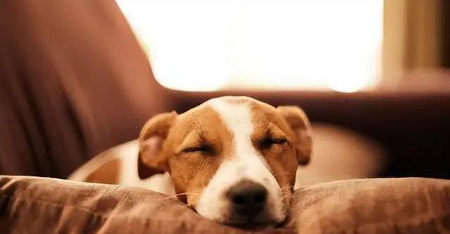 狗狗背对你舔鼻子?4个动作藏心事,你懂吗?