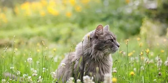 猫咪为啥讨厌遛弯？三个真相揭秘，它只想宅家当大王