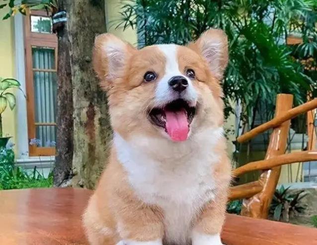 柯基短腿跑进心坎，9大惊喜等你发现，却藏着这些秘密