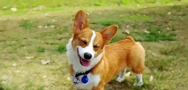 柯基短腿跑进心坎,9大惊喜等你发现,却藏着这些秘密