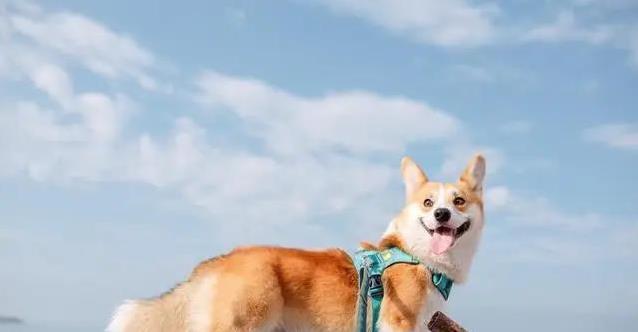 柯基短腿跑进心坎,9大惊喜等你发现,却藏着这些秘密