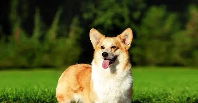 柯基短腿跑进心坎,9大惊喜等你发现,却藏着这些秘密