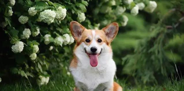 柯基短腿跑进心坎,9大惊喜等你发现,却藏着这些秘密