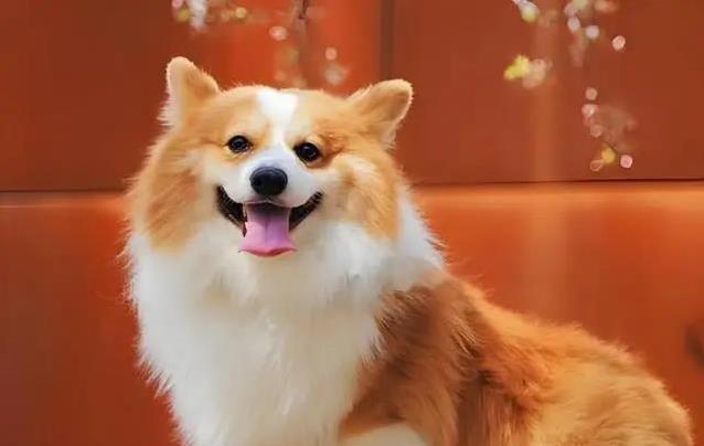 柯基短腿跑进心坎,9大惊喜等你发现,却藏着这些秘密