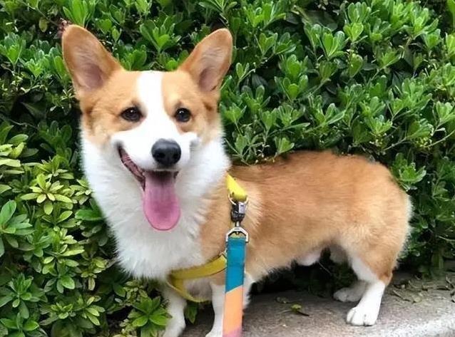 柯基短腿跑进心坎,9大惊喜等你发现,却藏着这些秘密