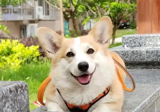 柯基短腿跑进心坎,9大惊喜等你发现,却藏着这些秘密