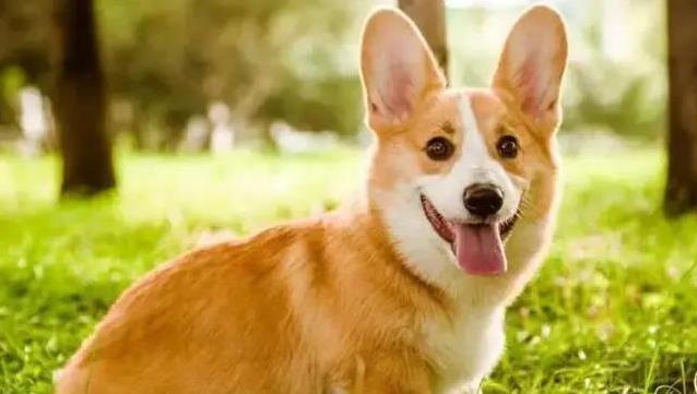 柯基短腿跑进心坎,9大惊喜等你发现,却藏着这些秘密