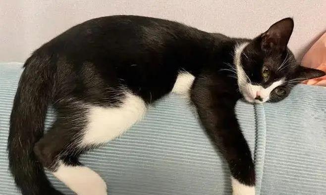 奶牛猫拆家无敌手，黏人却让人心动，你养过吗？