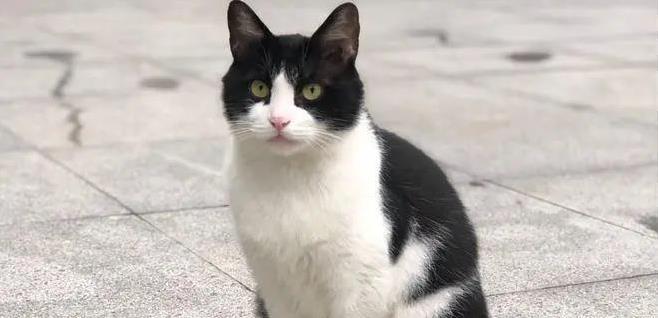 奶牛猫拆家无敌手,黏人却让人心动,你养过吗?