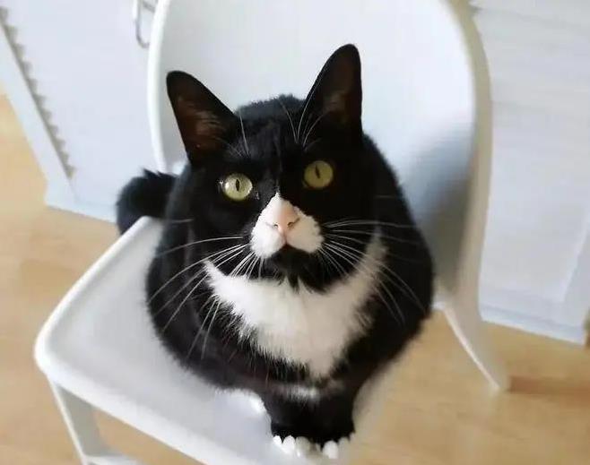 奶牛猫拆家无敌手,黏人却让人心动,你养过吗?