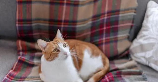 猫咪尿血急坏主人,3种原因藏危机,救猫妙招全揭秘