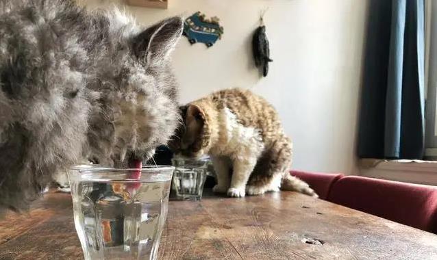 猫咪尿血急坏主人,3种原因藏危机,救猫妙招全揭秘