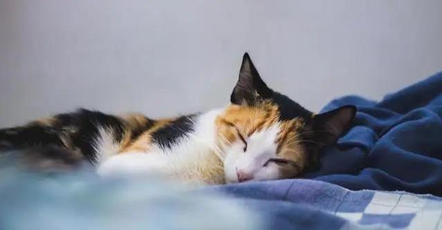 猫咪尿血急坏主人,3种原因藏危机,救猫妙招全揭秘