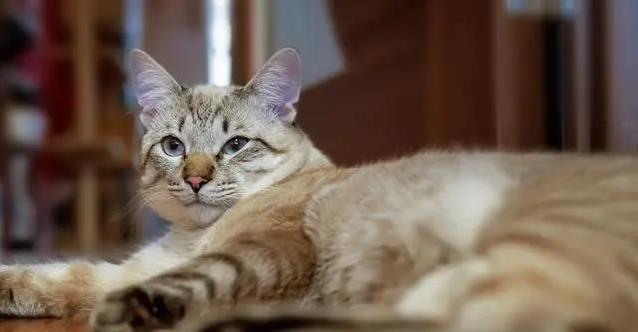 猫咪尿血急坏主人,3种原因藏危机,救猫妙招全揭秘