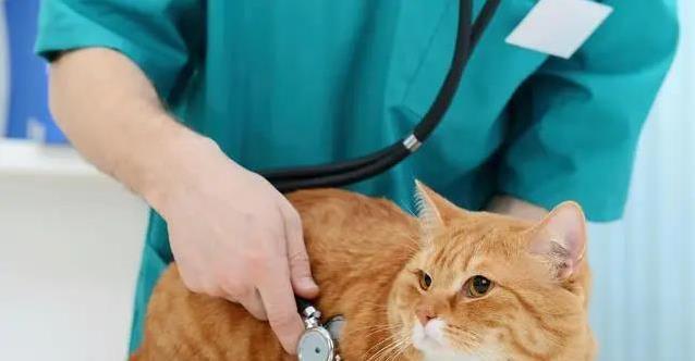 猫咪尿血急坏主人,3种原因藏危机,救猫妙招全揭秘