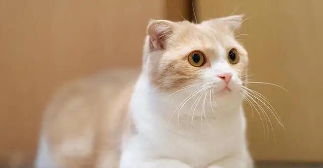 短腿猫为何寿命短?三大猫种健康隐患揭秘,养猫秘诀大公开