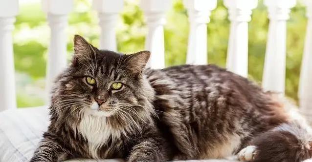 短腿猫为何寿命短?三大猫种健康隐患揭秘,养猫秘诀大公开