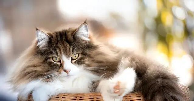 短腿猫为何寿命短?三大猫种健康隐患揭秘,养猫秘诀大公开