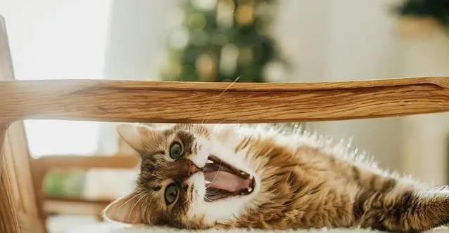 短腿猫为何寿命短?三大猫种健康隐患揭秘,养猫秘诀大公开